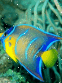 Sparkling fish